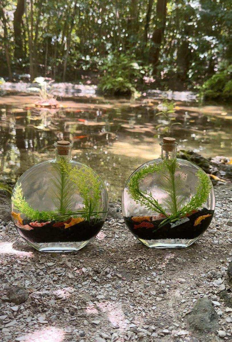 ehlloart's tweet photo. Koidown Aquatic🌿🎏🫧 https://t.co/3xUUaSsct6