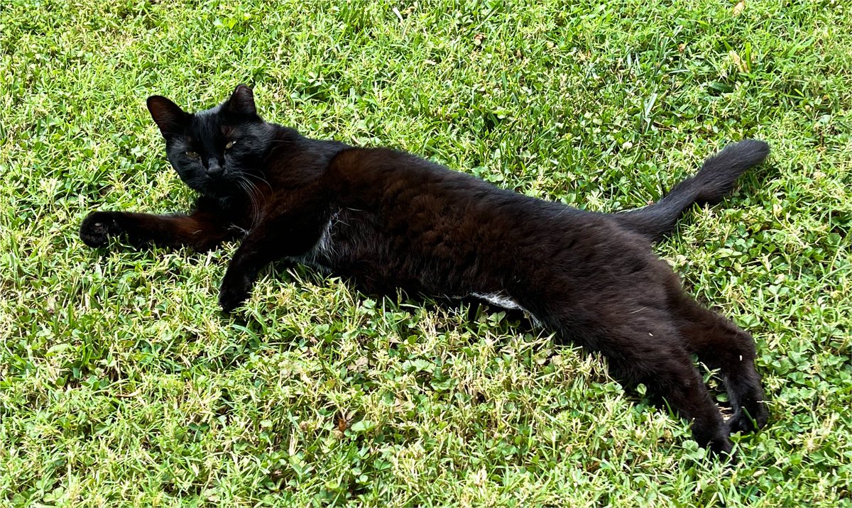rickspicspoetry's tweet photo. I heard this was a thing…
Happy #CatSaturday..:)🐈⬛ https://t.co/sB3wRzZi1p