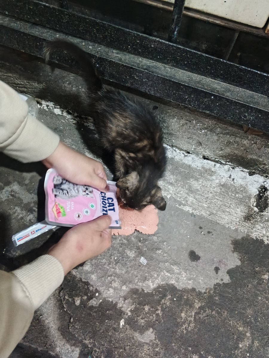 Lucy's Here, fast wa(⁠^⁠^⁠) tweet media