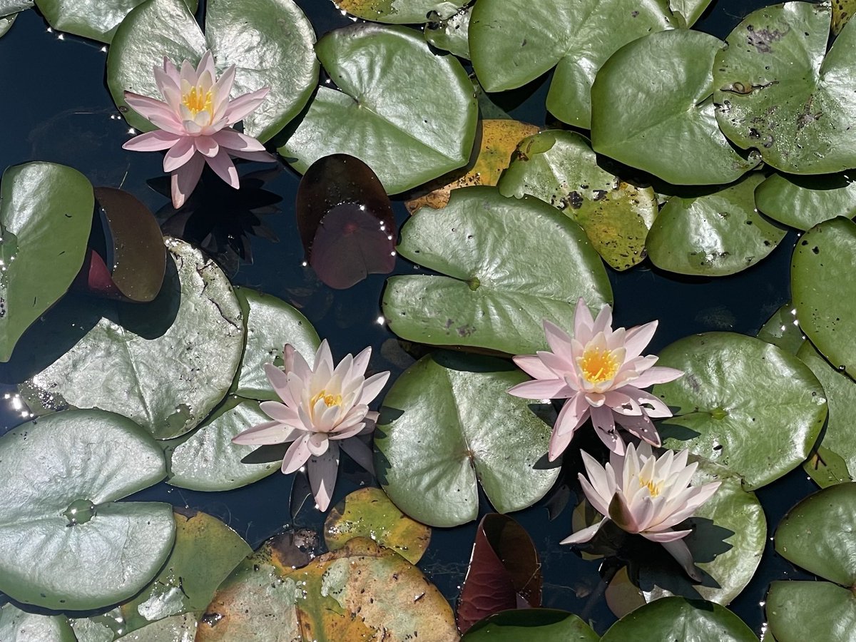 sweetgreenguava's tweet photo. visited my favorite garden today 🪷🌳 https://t.co/Wd1SSr2Y9Y