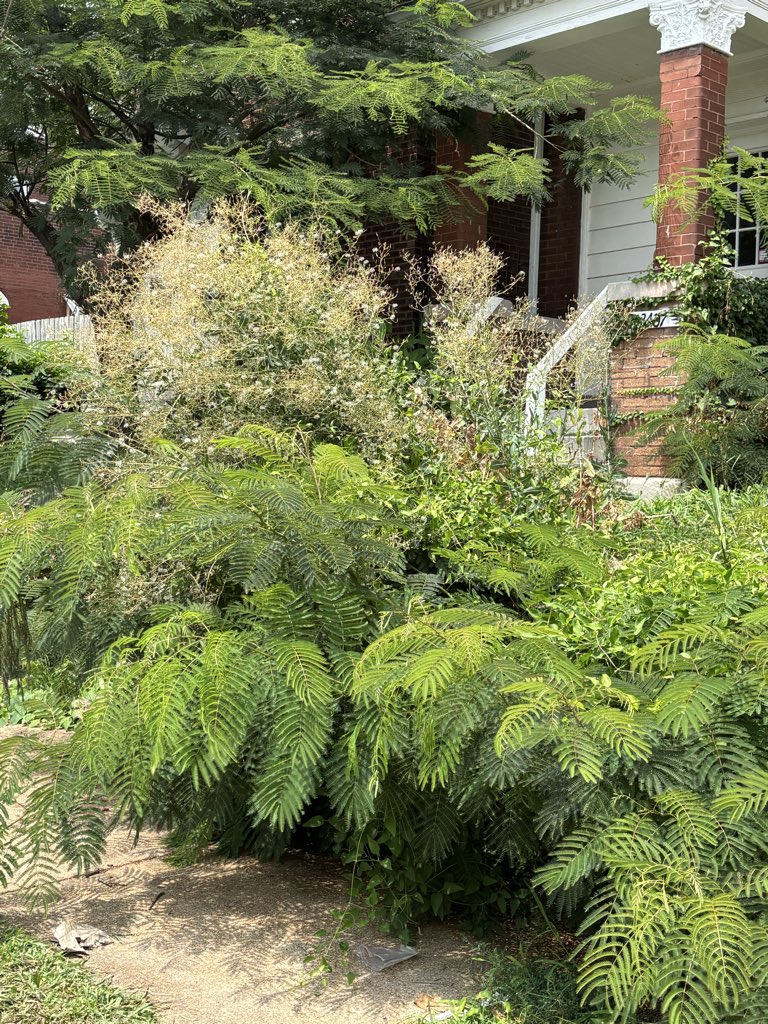 ahon007's tweet photo. @stlcsb 
3407 Keokuk St

Front plants obstructing sidewalk. 
Backyard weeds taller than a 6ft fence and plants intruding on 2 neighbors property. Landlord is out of state and does not upkeep lot. https://t.co/2ST56SWi1v