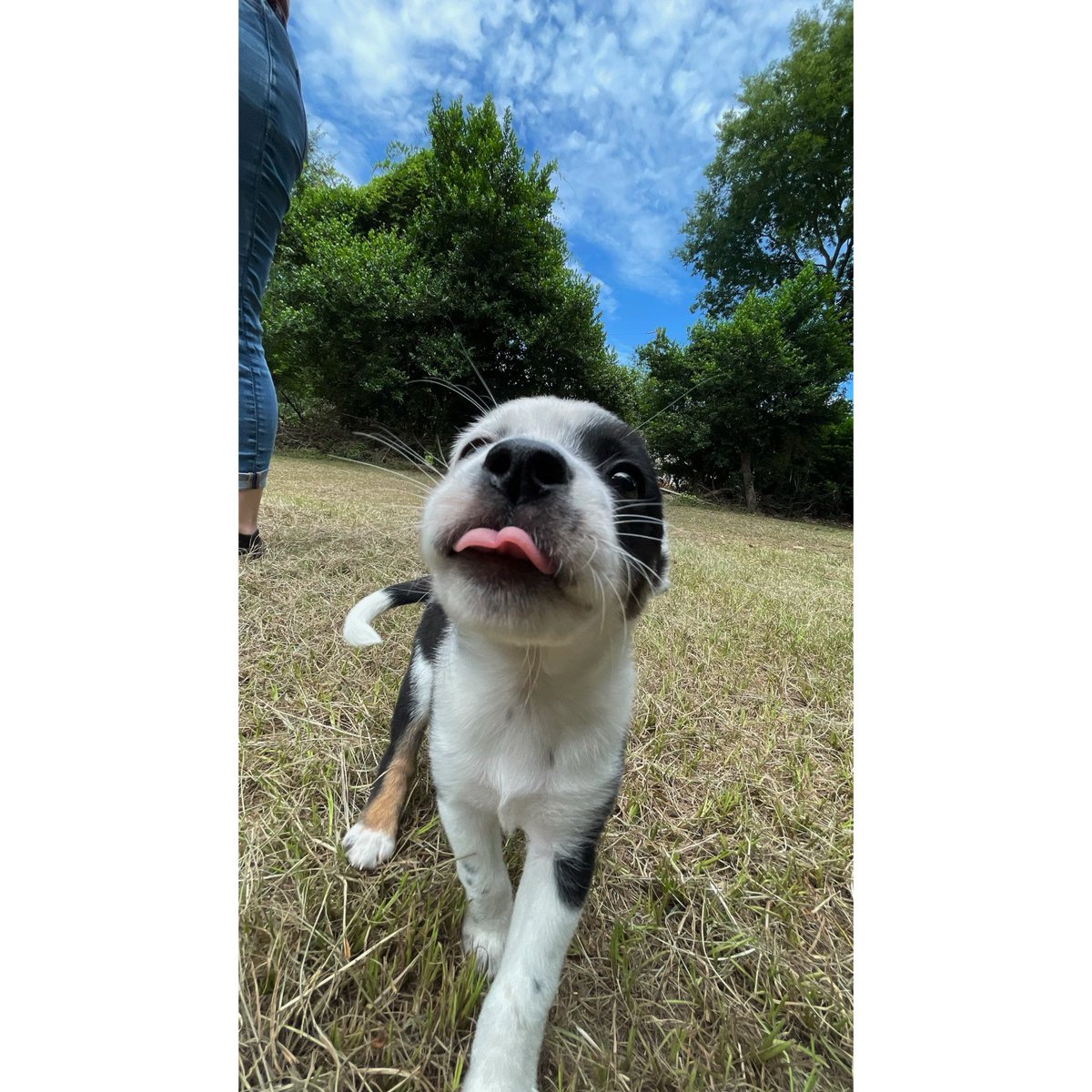 KilmerNicole's tweet photo. Meet the newest Kilmer, Gigi https://t.co/r7LrNI904e