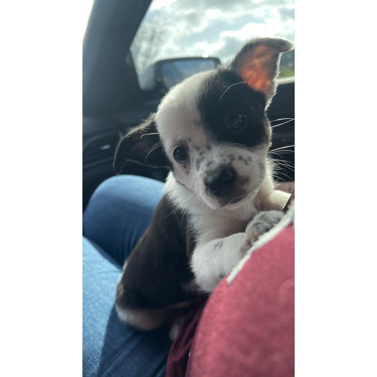 KilmerNicole's tweet photo. Meet the newest Kilmer, Gigi https://t.co/r7LrNI904e