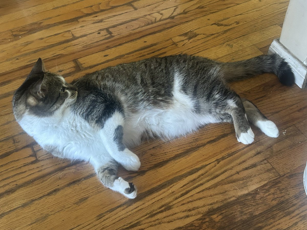 Sam the Cat tweet media