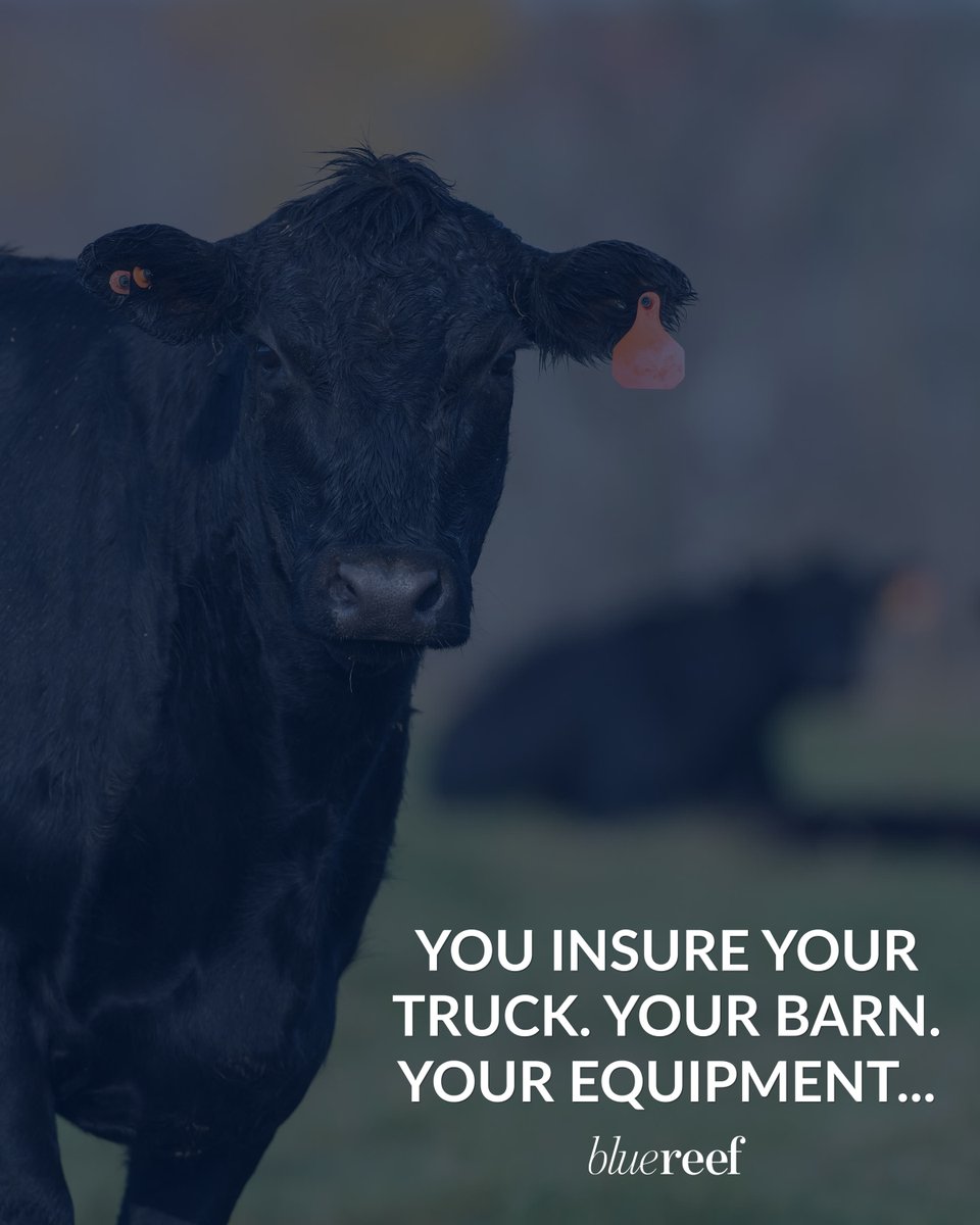 BlueReefLRP's tweet photo. ❓But what about your calf crop?

Protect what matters most. 🔗 in the comments.

📞 (817) 736-0230
✉️ customersupport@bluereefinc.com

#YourTrustedAdvisors #CattleMarket #FeederCattle #LiveCattle #GrainMarket #Rancher #Feedyard #Farming #BlueReef #LivestockMarket #FedCattle https://t.co/MwzLmyOuaT