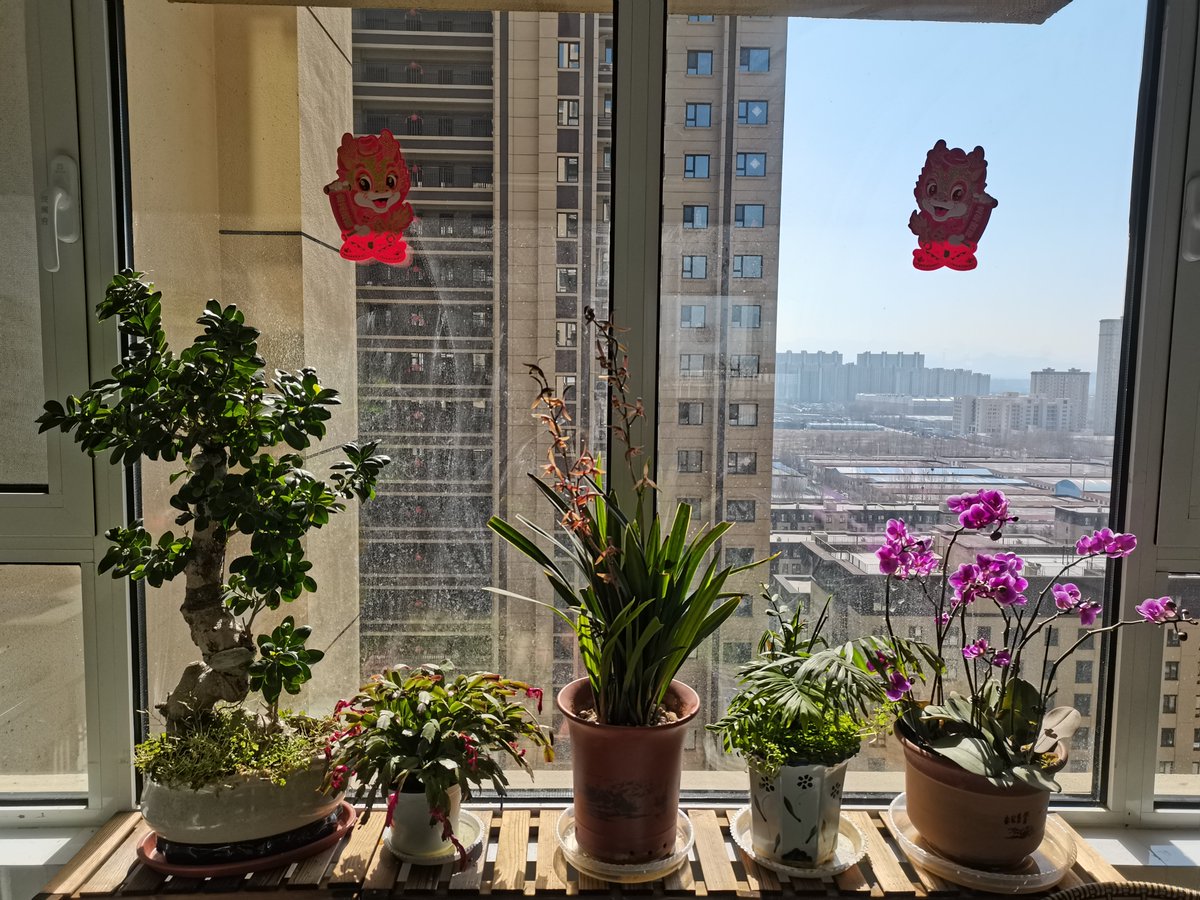 AnthonyJoa11881's tweet photo. Neighborly win! Left homemade chocolate chip cookies for the folks next door who helped carry my new plant in yesterday—their reply text just made my whole week 。 https://t.co/AxFZl0cLvF