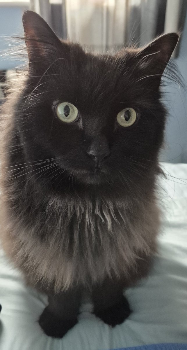 albiongirl68's tweet photo. Frankie is officially a senior cat 7 today we adopted him at 7 months old from #CatsProtection He is not a lap cat loves being near Hates certain bags,keys, bin lorry anyone ringing our doorbell I could go on 🤣 We wouldn't change him for the World ❤️ #caturday https://t.co/AWsdGKrtoe