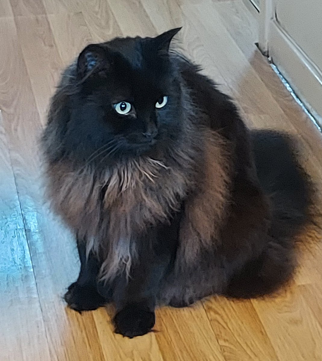 albiongirl68's tweet photo. Frankie is officially a senior cat 7 today we adopted him at 7 months old from #CatsProtection He is not a lap cat loves being near Hates certain bags,keys, bin lorry anyone ringing our doorbell I could go on 🤣 We wouldn't change him for the World ❤️ #caturday https://t.co/AWsdGKrtoe