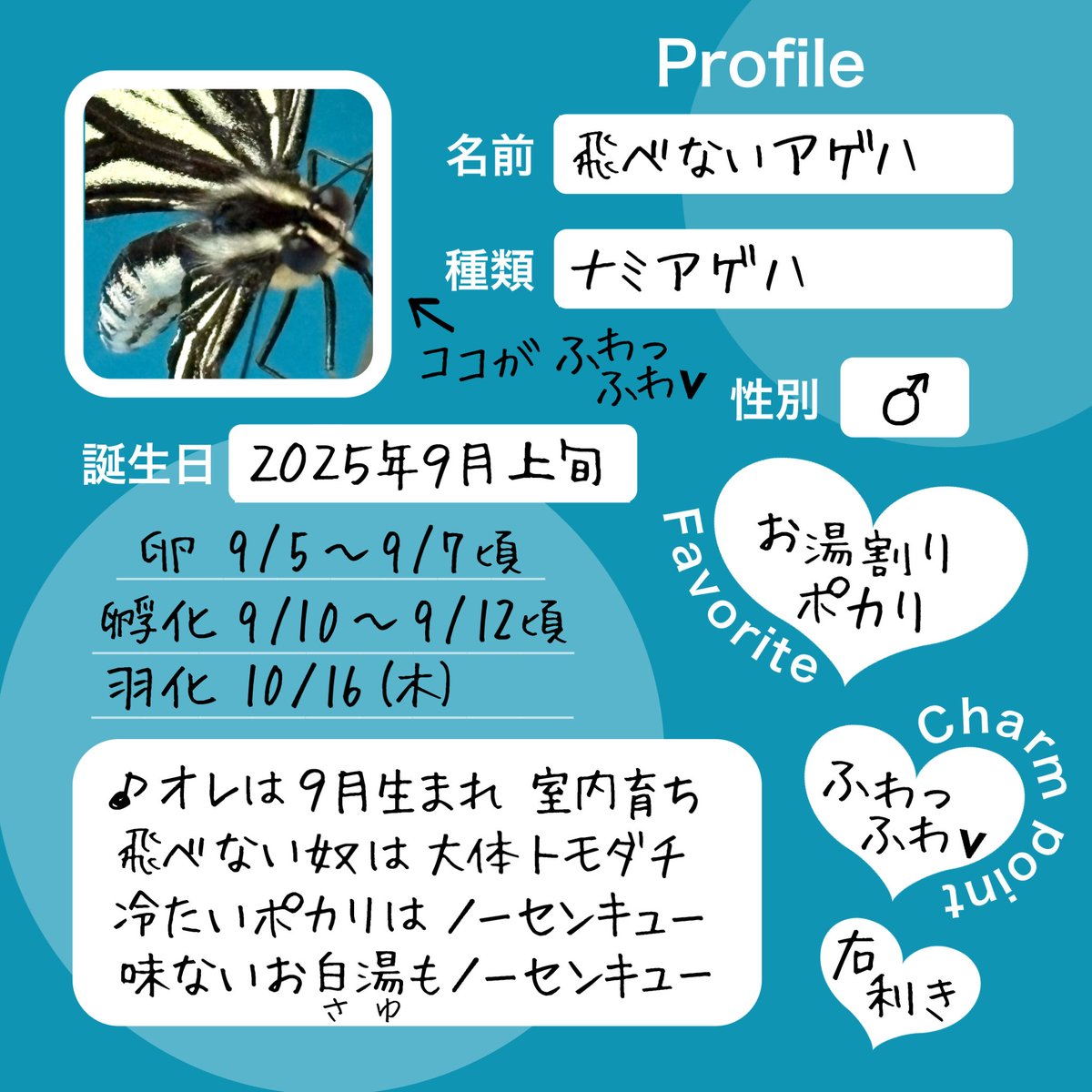 papillioxuthus's tweet photo. 羽化から109日間生きた飛べないアゲハ
https://t.co/xkqWnxZlBO https://t.co/g9PyCy5DGz
