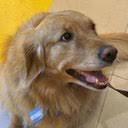 OGmifaSOL's tweet photo. ⚡ 🔶 $NALA - #BSC

mcap: $98K

a wholesome retriever pulled straight from a binance argentina tweet and dropped onchain during world cup fever, vibrating at exactly the frequency degen lore is built on  ninety-eight thousand market cap, brand new signal, and the coil hums quietly because the story wrote itself before the chart even loaded.

🀄 
一只毛茸茸的金毛寻回犬直接从币安阿根廷的推文里被拎出来，赶在世界杯狂热的时候扔上了链，震动的频率刚好踩在赌狗神话的共振点上市值九万八，全新的信号，线圈安安静静嗡着，因为故事比K线自己加载出来还早一步就写好了。

0x0e454acaa08c62f9332b82c3af419bc5525a4444

https://t.co/EEg3VdEgcf