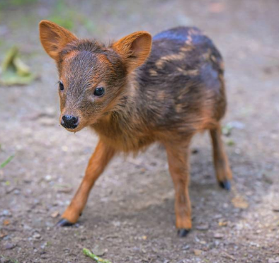 Superdev67's tweet photo. GUYS I THINK I FOUND THE NEXT MOODENG TYPA BABY ANIMAL RUNNER:
https://t.co/vTTZNWNs3N

So this new baby born deer called "Yenai" born recently going so viral

There're so many videos about it:
https://t.co/16Z4w1l9NJ

https://t.co/pT5Y8BswvV

https://t.co/mgZhpWhEPc https://t.co/GFuU44pQJB