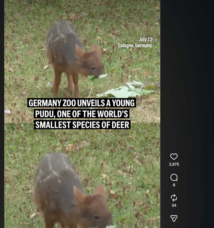 Superdev67's tweet photo. GUYS I THINK I FOUND THE NEXT MOODENG TYPA BABY ANIMAL RUNNER:
https://t.co/vTTZNWNs3N

So this new baby born deer called "Yenai" born recently going so viral

There're so many videos about it:
https://t.co/16Z4w1l9NJ

https://t.co/pT5Y8BswvV

https://t.co/mgZhpWhEPc https://t.co/GFuU44pQJB