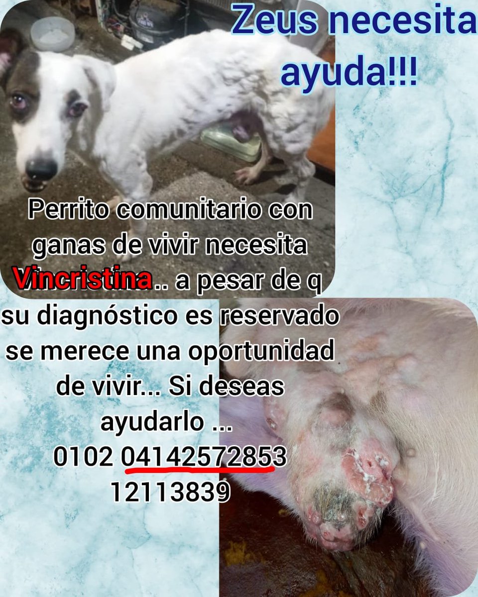 RamsesVazBlanco's tweet photo. Reenviado. Gracias.🐶🐾🙏💔🇻🇪 https://t.co/O5zAR9kuHq