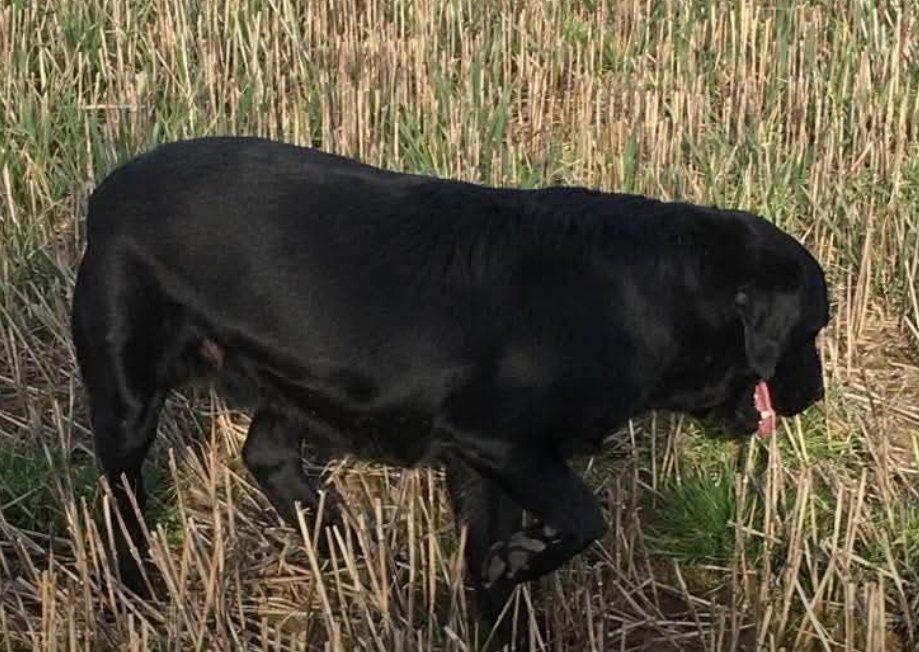 MissingPetsGB's tweet photo. 🐕🧨Shared post URGENT PLEASE SHARE #IRELAND #WEXFORD

Missing lab wearing a muzzle - unable to eat😔

Black Lab BUTCH went missing on Wednesday 22 July 2026
Whitefort/monomer area of #Crossabeg
Neighbours set off #fireworks &amp; Butch raced off into the fields &amp; not been seen since https://t.co/4JqVn3E4KR