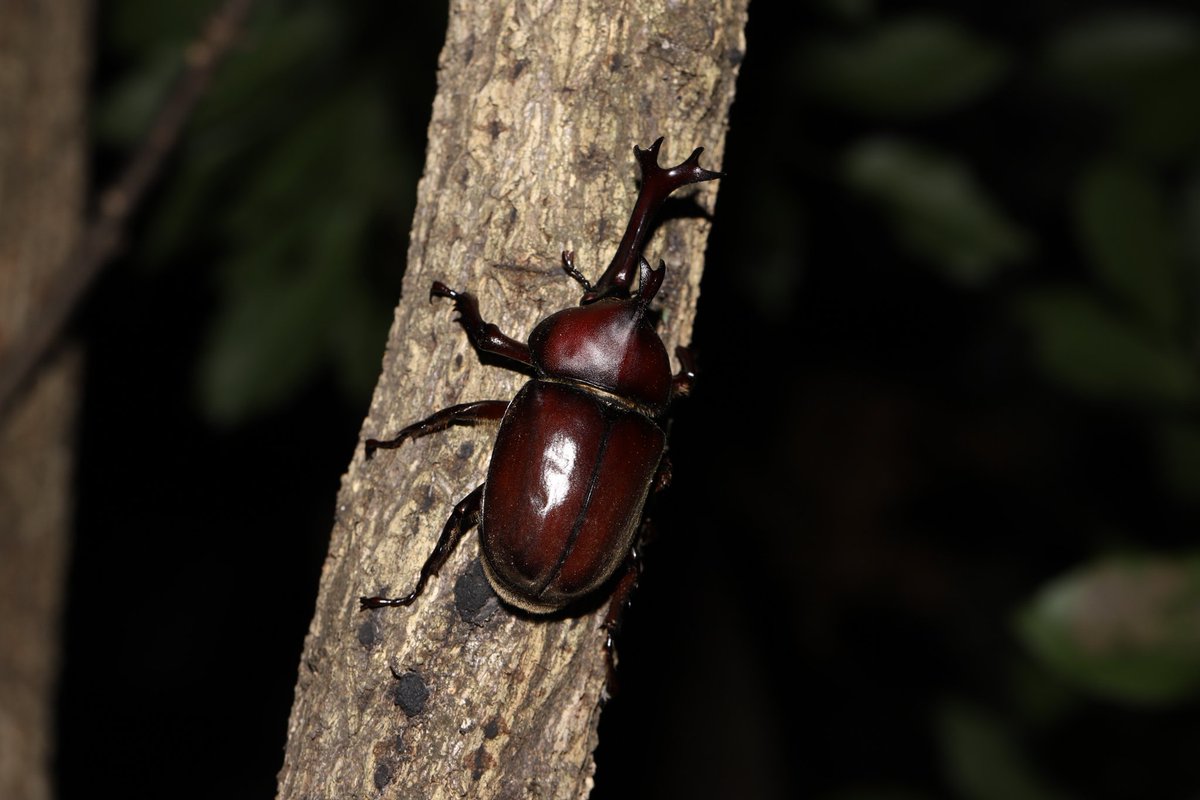 sukotaro's tweet photo. 恒例の
真夜中のかぶとむし観察会
まぁまぁ
#6DMark2 #EF100mm
#EL100 #カブトムシ #ノコギリクワガタ #コクワガタ https://t.co/I9hJ1VEfTE