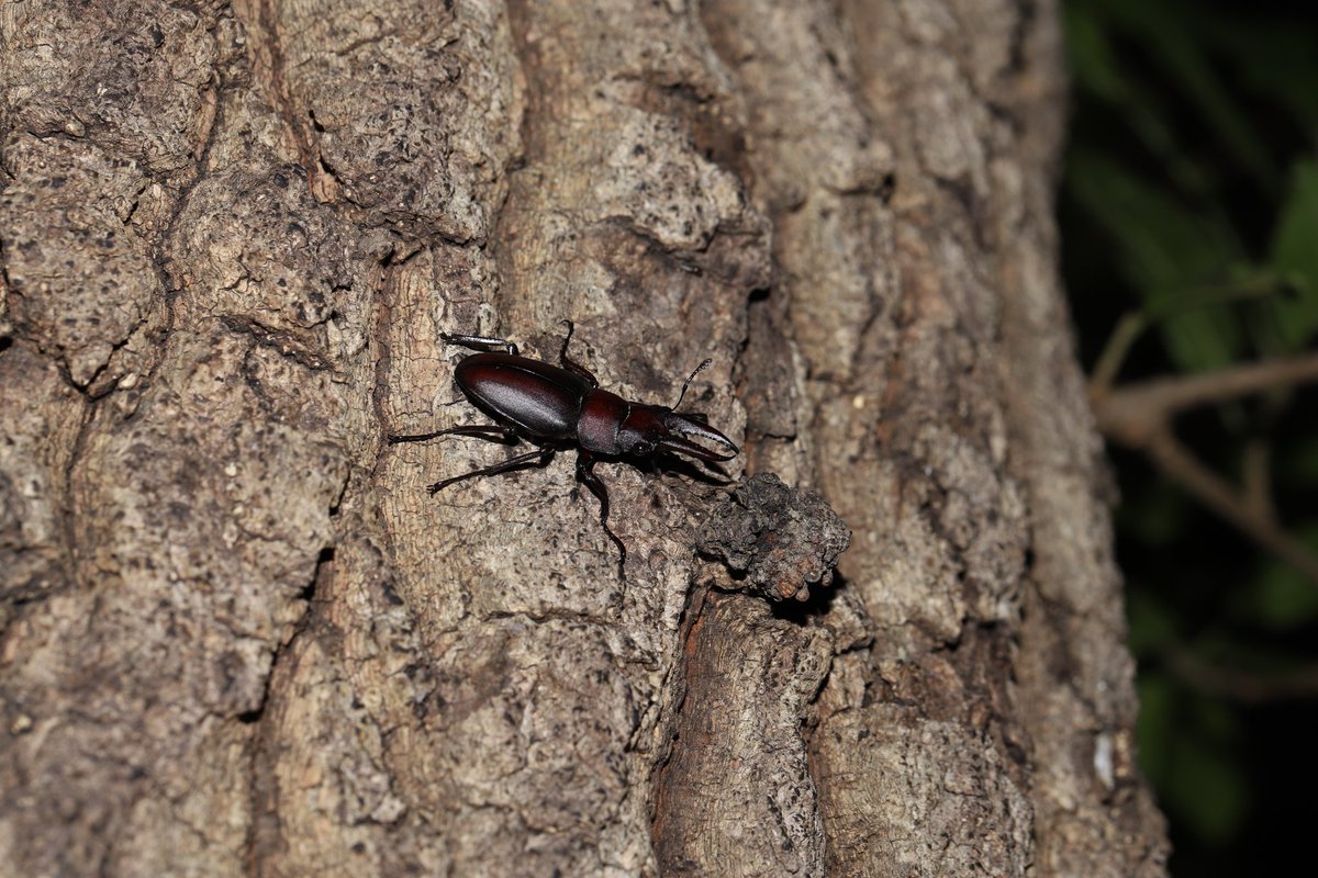 sukotaro's tweet photo. 恒例の
真夜中のかぶとむし観察会
まぁまぁ
#6DMark2 #EF100mm
#EL100 #カブトムシ #ノコギリクワガタ #コクワガタ https://t.co/I9hJ1VEfTE