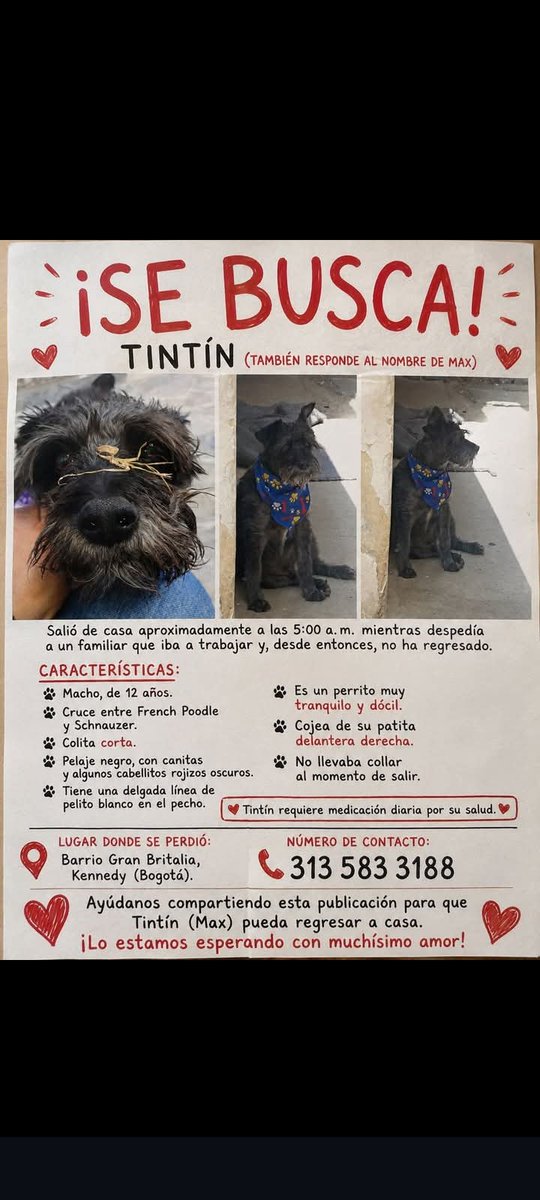 brenner21's tweet photo. Perrito perdido en el barrio Gran Britalia en la localidad de Kennedy, responde al nombre de Tintin. https://t.co/mx0ab4QXHN