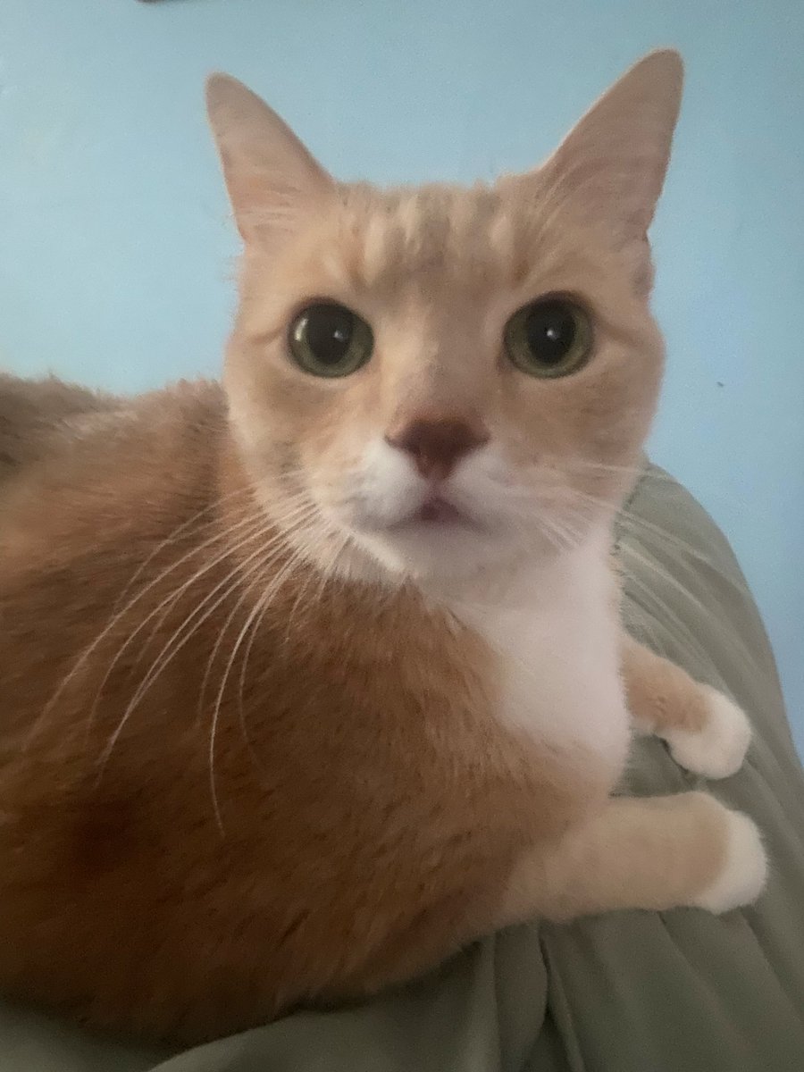 Bitty Kutt 🐈 Kit Kat 🌈 tweet media