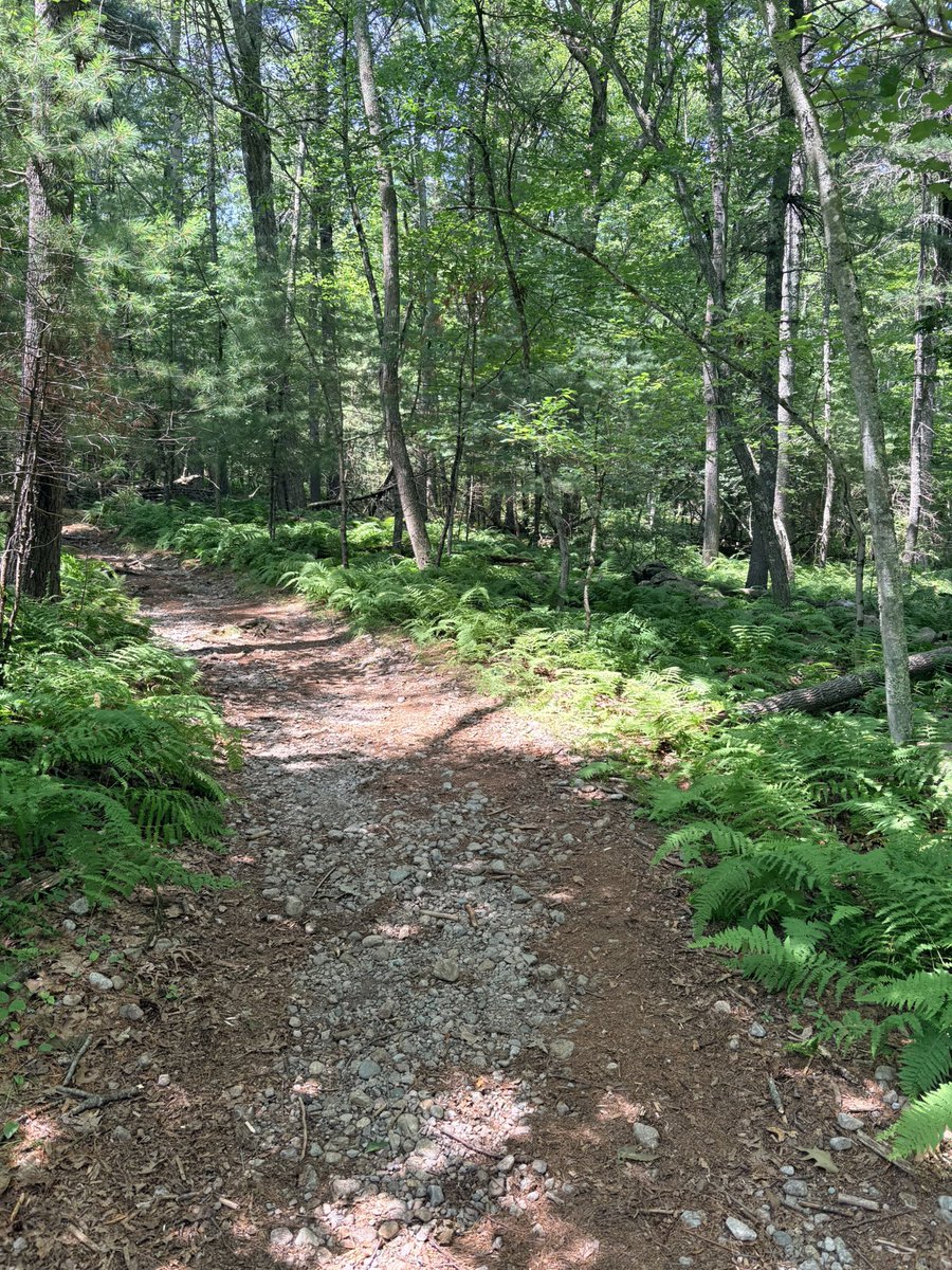 LSBofEBB's tweet photo. A Walk in the Woods Today...
Highlights of my walk: Monarch Butterflies, Thrush, Great-crested Flycatcher (I think), a deer, Hummingbird Moths. Hope you're having a wonderful day!
#iphonepic #woodland #ferns #hiking #nature #massachusetts https://t.co/kaupRt9ULv