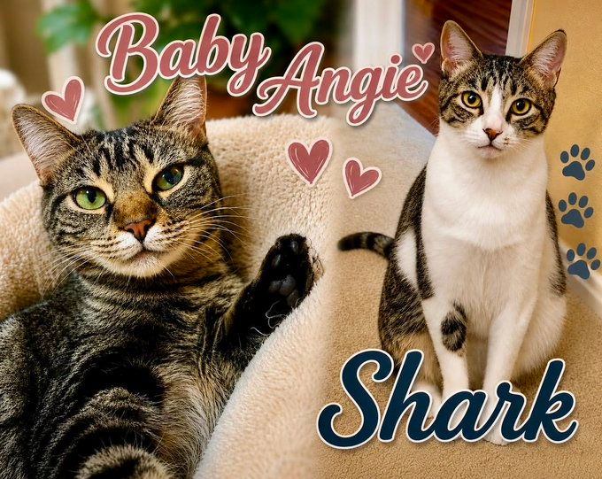 sachikoko's tweet photo. 🆘URGENT🆘FOSTER OR ADOPTER NEEDED🙏🏽PLEASE SHARE🆘
💝Sweet, Playful 3YO "BABY ANGIE AND SHARK"💝
📢Need #Foster Or #Adoption By August 1st!
▶4 INFO https://t.co/kpTTLhpkaT
🙏🏽#FosteringSavesLives #AdoptDontShop
#LosAngeles, #CA #SoCal
✅Cats @TheCatsMeowInc #Cats #CatsOfX https://t.co/72FpMvTeIK