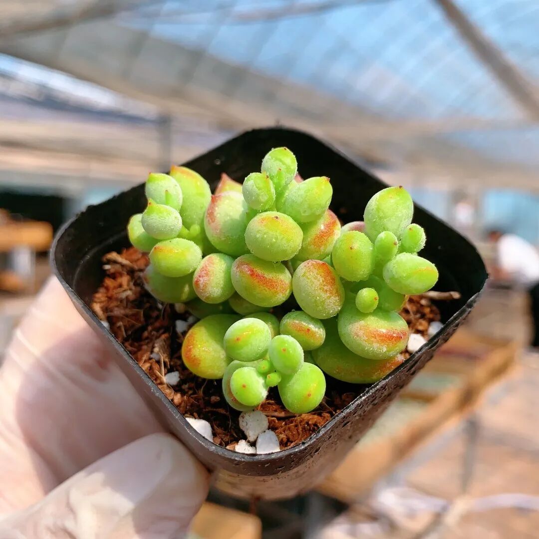horizon594481's tweet photo. [Turned an old glass jar into a cute succulent planter! No waste, all creativity ]， https://t.co/4bkLIbXrTN