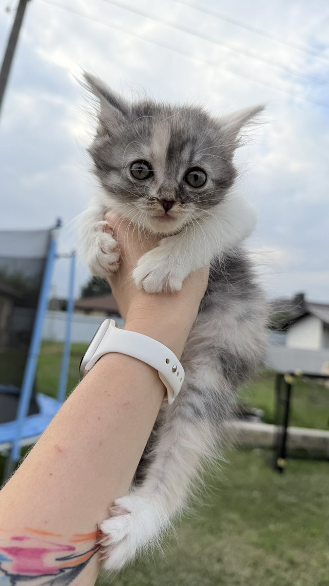 EvgeniaMl's tweet photo. Воронеж! Все города! 
Я очень прошу укотовить эту малышку как можно скорее! Она осталась одна и плачет постоянно 😭мое сердце рвется на части! 
Отправлю, привезу! Заберите, прошу 😭 https://t.co/dGMa4JXZsM