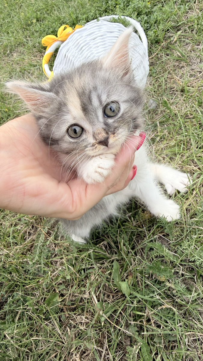 EvgeniaMl's tweet photo. Воронеж! Все города! 
Я очень прошу укотовить эту малышку как можно скорее! Она осталась одна и плачет постоянно 😭мое сердце рвется на части! 
Отправлю, привезу! Заберите, прошу 😭 https://t.co/dGMa4JXZsM