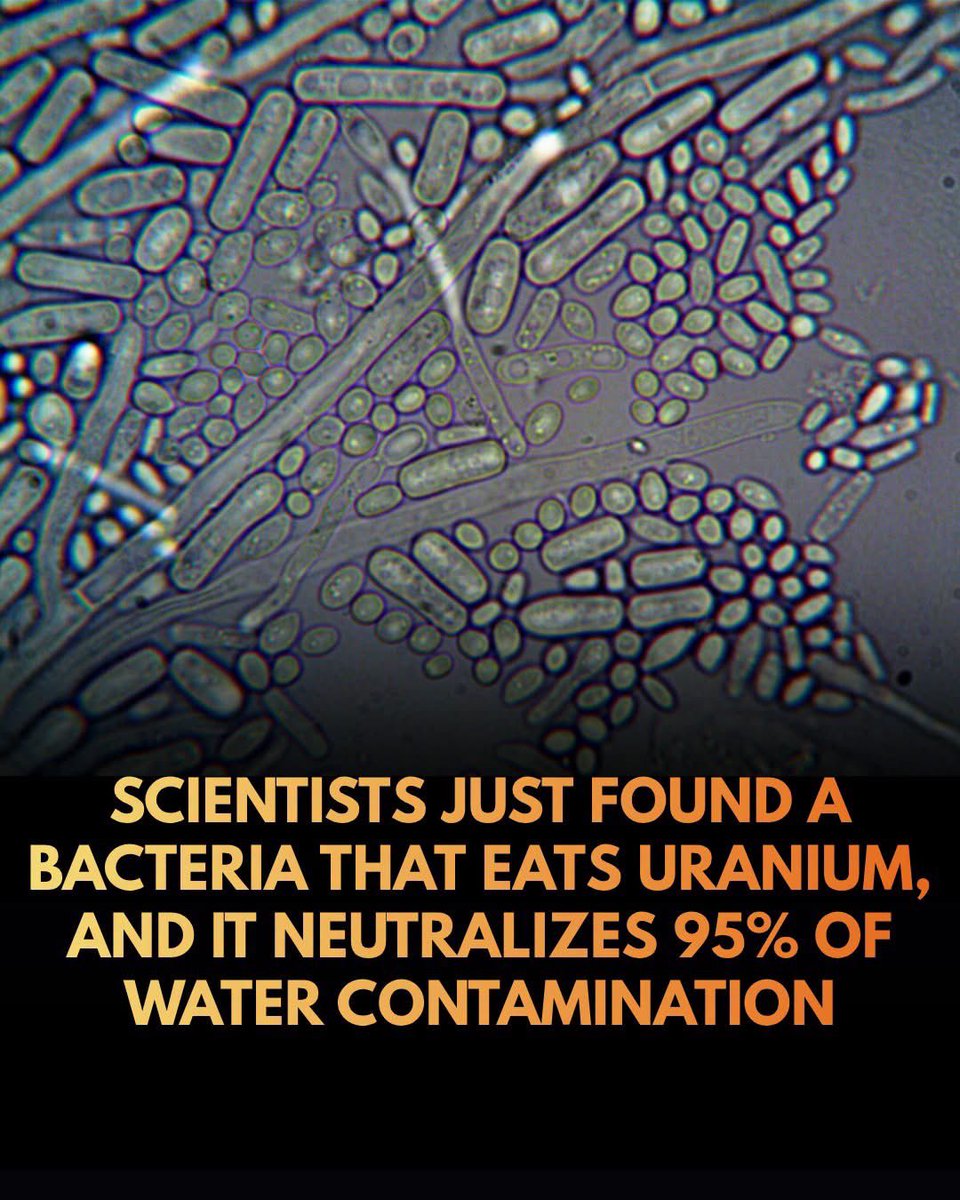 SmartScience's tweet photo. Scientists just found a natural solution to nuclear waste.

In an article published in Nature Communications, scientists note that they discovered that unique bacteria living in the contaminated waters of a flooded former Soviet mine in Germany possess the remarkable ability to neutralize toxic uranium. 

When fed glycerol as a carbon source under low-oxygen conditions, these microbes convert soluble, highly toxic uranium into a rare, stable compound called FeU(V)O4. Over a 130-day period, the bacteria successfully removed approximately 95% of the dissolved uranium from water samples, locking it away safely within their cell walls as solid minerals.

This biological process offers a game-changing alternative to traditional, expensive water treatments that typically produce hazardous secondary sludge. By safely binding the uranium in a stable, solid state even when exposed to oxygen, these natural microscopic allies could revolutionize environmental cleanup. Because uranium contamination is a persistent global threat affecting groundwater systems in the United States, Canada, and Australia, researchers are optimistic that this bioremediation method can be adapted to secure toxic waterways worldwide.

source: Newman-Portela, A. M., et al. (2026). Pentavalent and tetravalent uranium formation via glycerol-stimulated bacteria in mine water. Nature Communications, 17(1), 4030.
