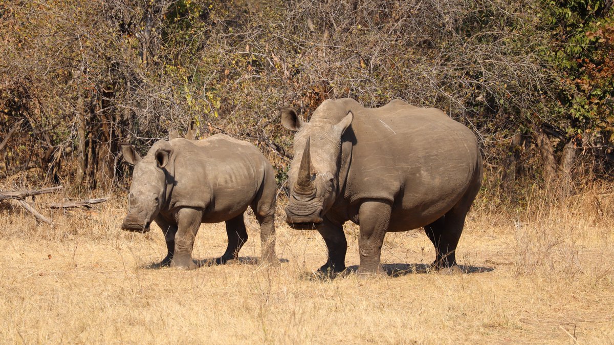 Zamsato's tweet photo. Today's guest flew in to Livingstone for a day visit. Visited the Falls and did a game drive in Mosi-oa-Tunya NP.  It was his first time here. Looks like he will be back soon again. Happy guests, happy Zamsato.

Contact: https://t.co/zA06y2R5L2 https://t.co/I9vTBWWPC2
