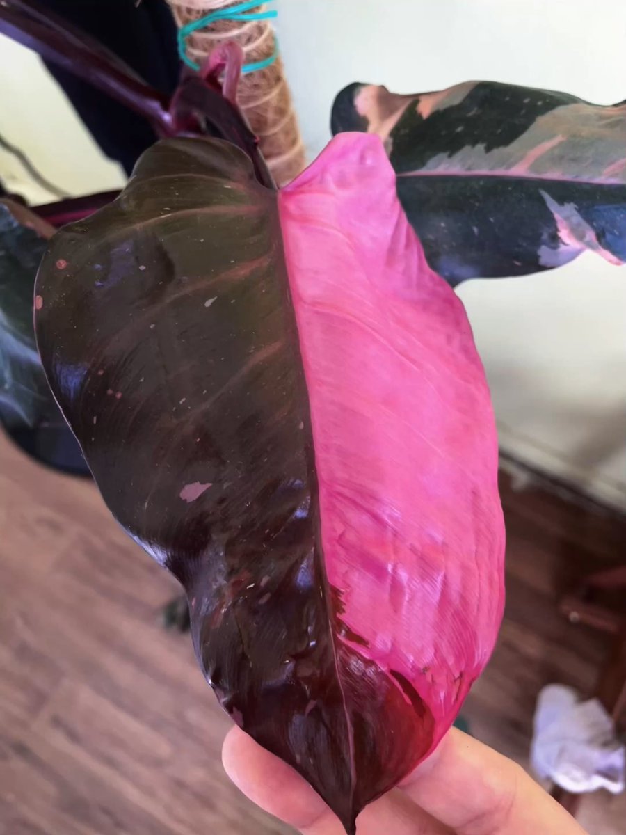chmarant's tweet photo. Money can’t buy skills 🙂🙃#pinkprincessphilodendron 💖🌱���� #gardening 🪴 #plantlovers 💚 https://t.co/8KE8yOr2QL