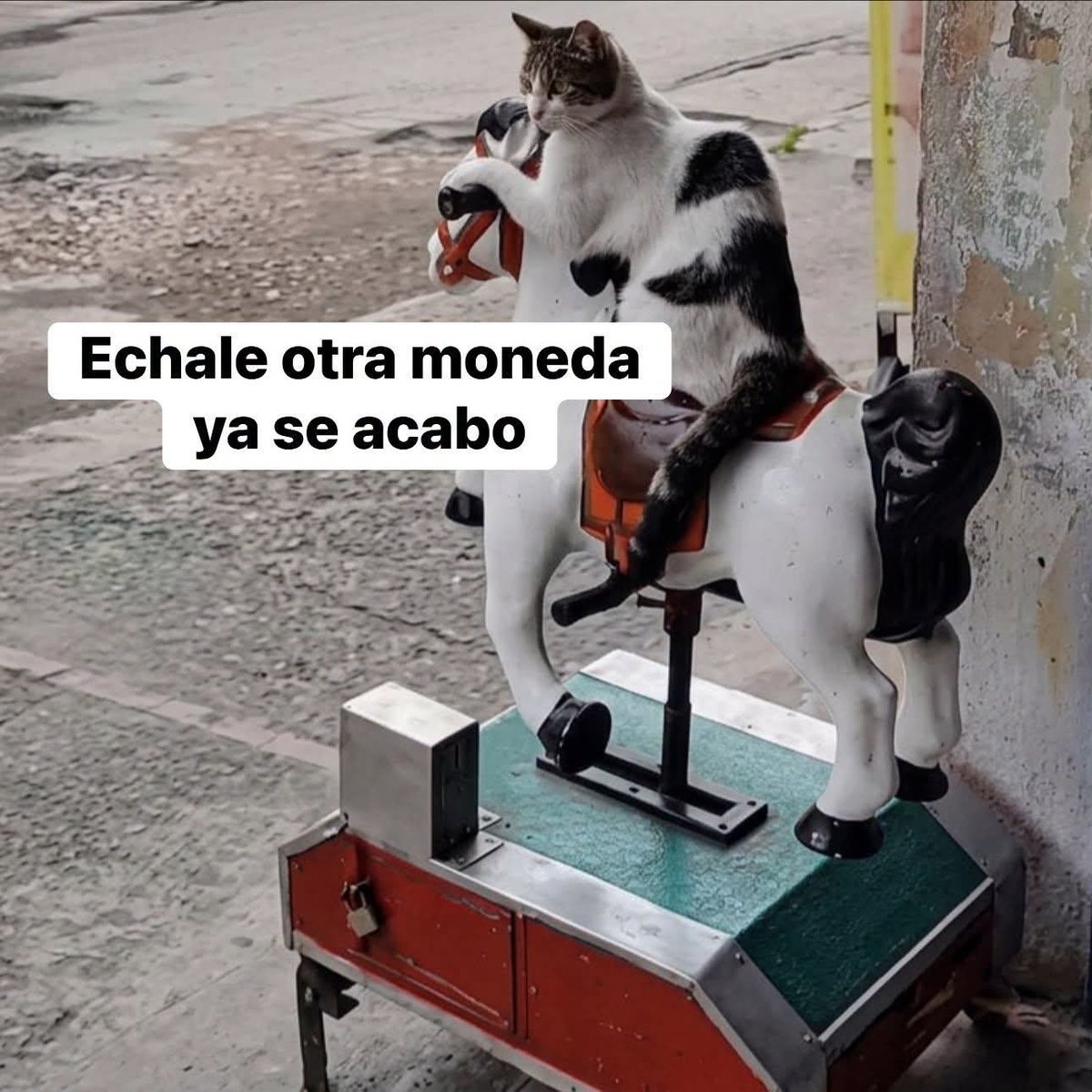 Animalesaprieto's tweet photo. https://t.co/bK7oXbPvoy
