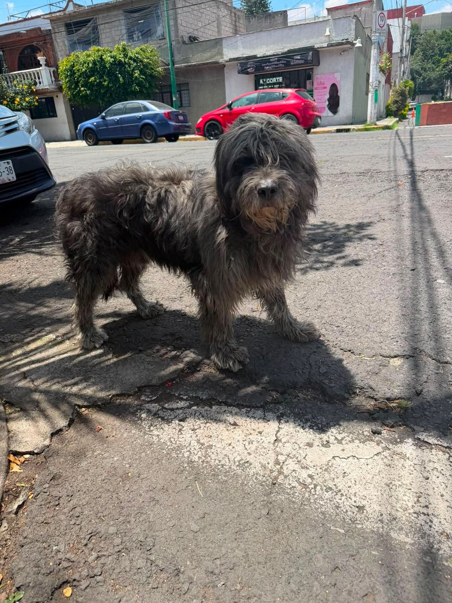 perrososmx's tweet photo. 🐶 ¿Lo reconoces? Perrito sin collar ni placa deambula por la colonia #NuevaVallejo, #CDMX. #GAM Llora mucho y parece estar perdido. Ayudemos a encontrar a su familia compartiendo esta publicación. 🐾💙#perroperdido https://t.co/HLIVF0hT80