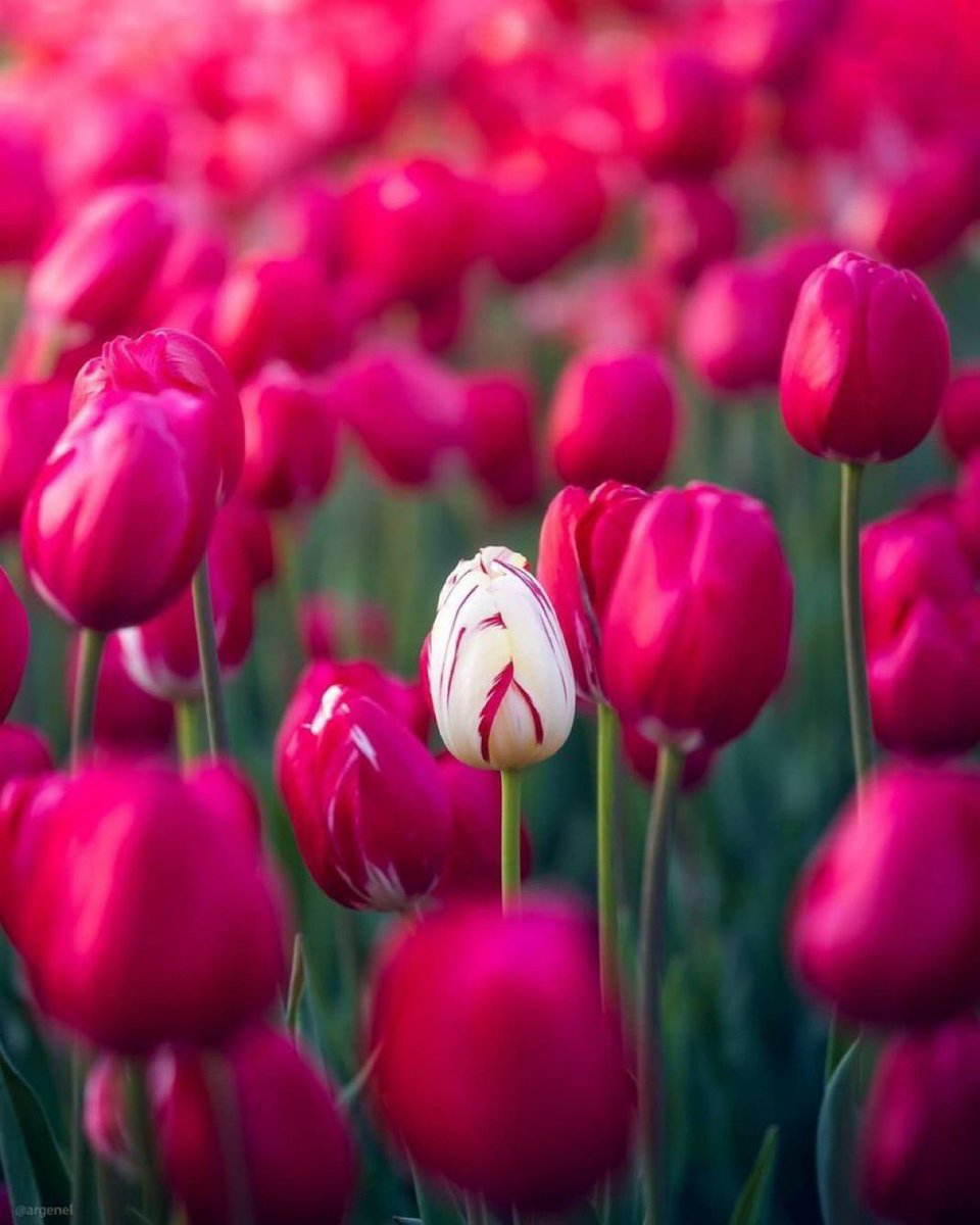 ashiqur05371714's tweet photo. আর যেসব লোক সুদৃঢ়ভাবে কিতাবকে আঁকড়ে থাকে এবং নামায প্রতিষ্ঠা করে নিশ্চয়ই আমি বিনষ্ট করব না সৎকর্মীদের সওয়াব।
 [ সুরা আরাফ ৭:১৭০ ] https://t.co/TF5X1kCOVZ