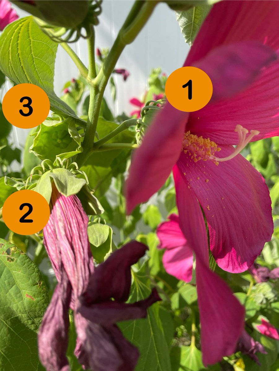 Turbufo's tweet photo. Rose mallow flowers bloom for roughly 1 day. 

Regardless if pollination occurs, the flower wilts &amp; falls off (icon #2).

Successful pollination causes the ovary (icon #3) to turn into a seed pod in a few months. 

Recent smoke from Canada has caused mine to sag a bit, though… https://t.co/OdUxOz5bEN