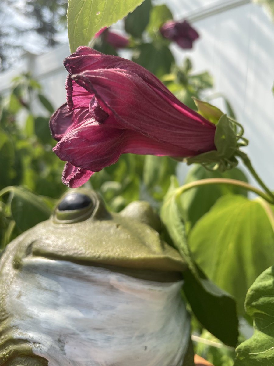 Turbufo's tweet photo. Rose mallow flowers bloom for roughly 1 day. 

Regardless if pollination occurs, the flower wilts &amp; falls off (icon #2).

Successful pollination causes the ovary (icon #3) to turn into a seed pod in a few months. 

Recent smoke from Canada has caused mine to sag a bit, though… https://t.co/OdUxOz5bEN