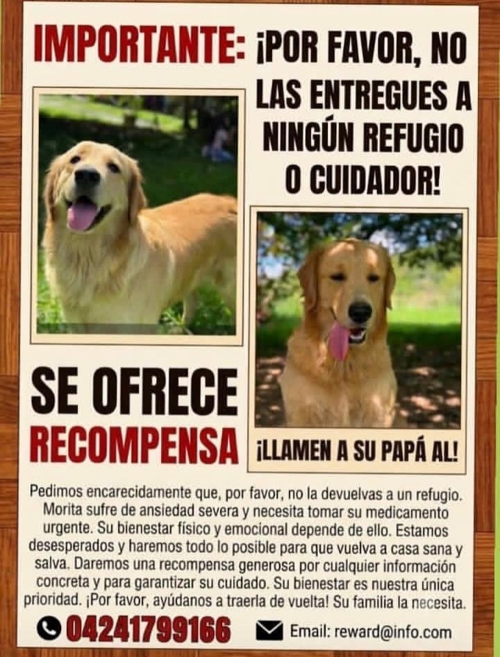YeziSeijas's tweet photo. 🚨Por favor agradezco Difundir se perdió en la carretera principal del cuji vía la mariposa .San Antonio de los altos 👇 https://t.co/YtOLorIts5