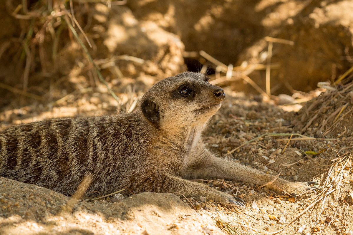 Future_Echoes's tweet photo. Shaded #meerkat #animal #shade #zoo #marwellzoo #photography #photo https://t.co/AEmRQxcl8I