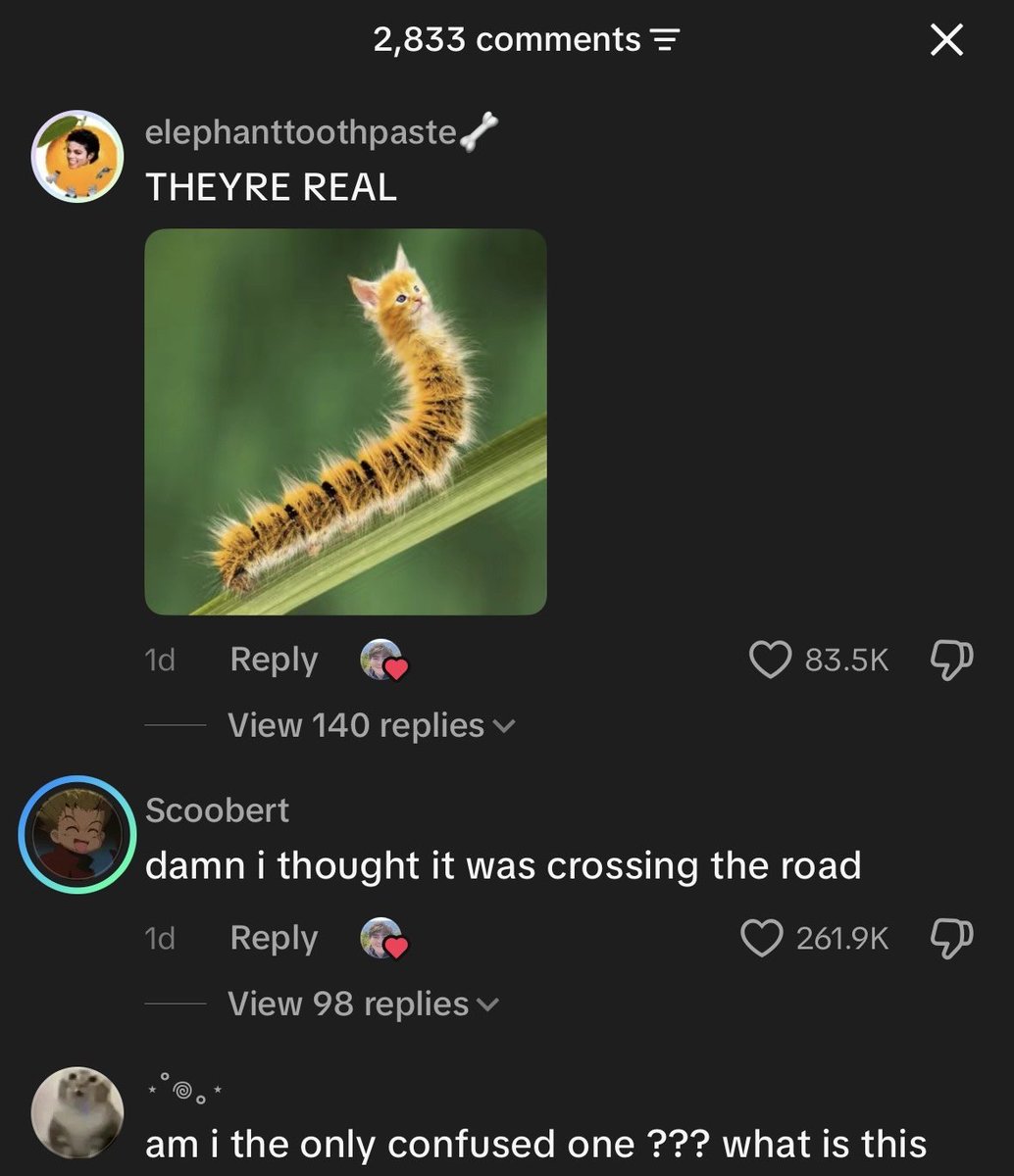 elmnthq's tweet photo. BROO this is a RUNNER.. trending on TikTok with 5.6 MILLION views in 1 day.

They are confusing this caterpillar for a cat walking on the road.. CATerpillar

Tiktok:https://t.co/1rbNt2HAWc https://t.co/xqBXPRTUGy