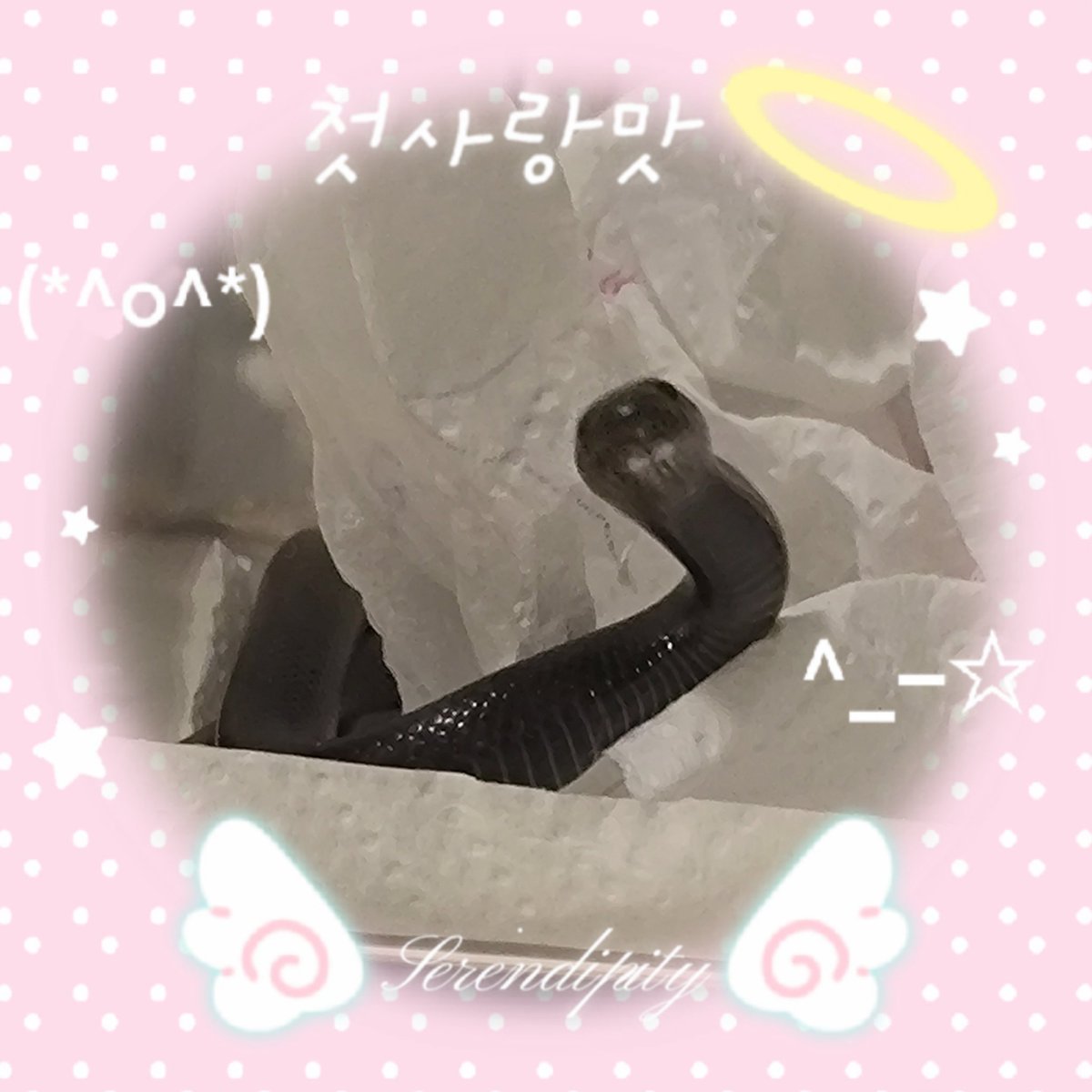 ppii_pii's tweet photo. ⁃̀⩊⁃́ https://t.co/pn2TsEeAkZ