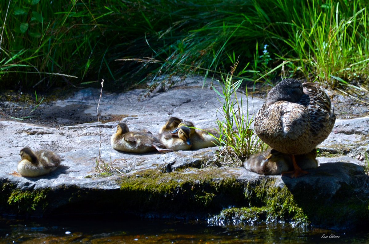 ptbo_scapes's tweet photo. Joyful Quacks: A Mallard Mother and Her Cute Ducklings!
What a delightful scene! A female mallard, her plumage shimmering in the sunlight, proudly perched on a flat rock along the bubbling creek. Surrounding her are a cluster of adorable ducklings!

©Ken Oliver https://t.co/wDFKvRQ3Oq
