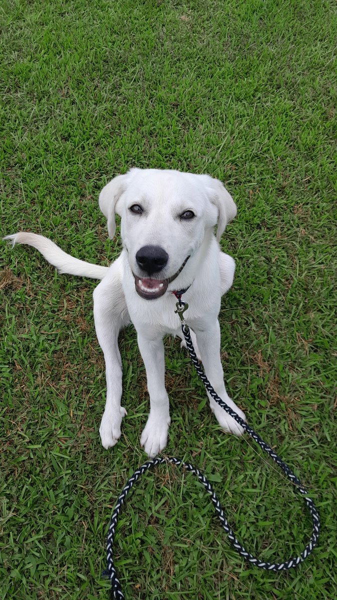 theabandonMM's tweet photo. Dad said I get 2nd dinner if I can get to 15 followers #rescuedog #labrador #adopted #fyp https://t.co/iwpsQu9tLR