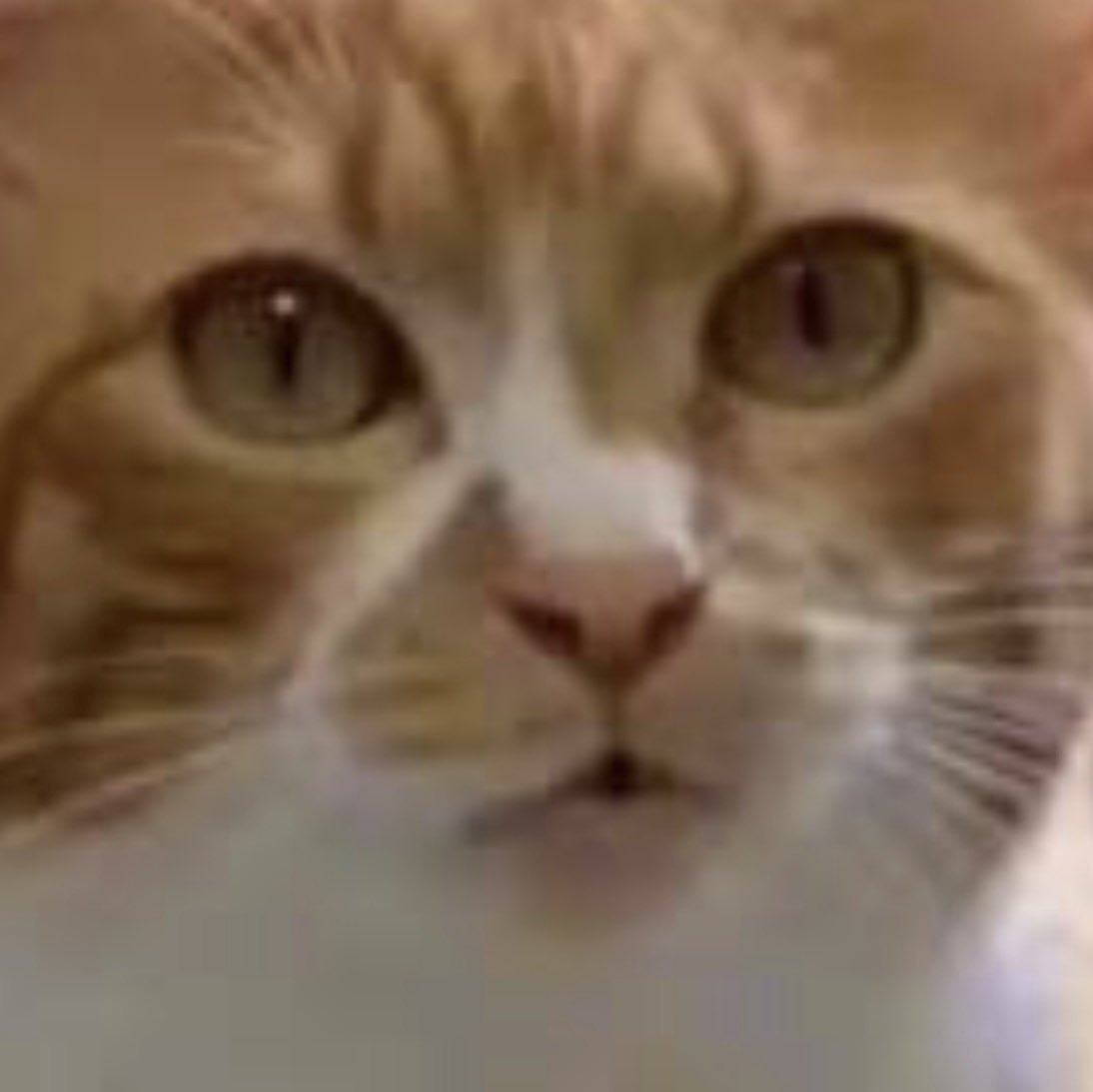 uTuboo28's tweet photo. @404f7wnk @SIAN_FKP_37 ？顔の猫 https://t.co/T8US2JluH7