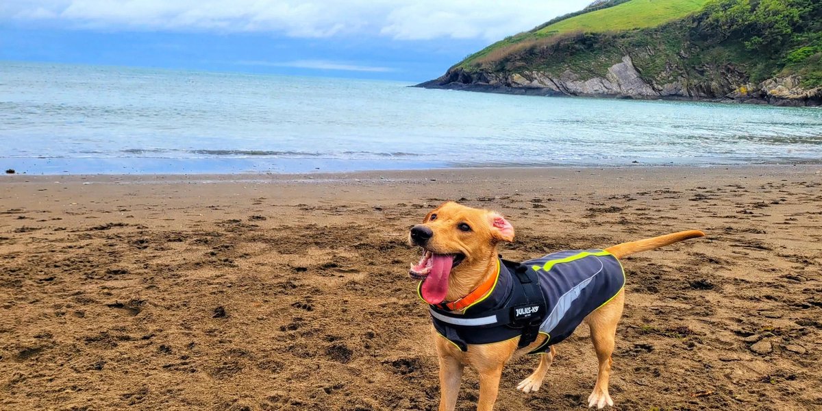Jenkayofficial1's tweet photo. Beach day = best day? 🏖️ Our girl votes yes, every single time. What's your dog's happy place - beach, park, or sofa? 👇🐾
#Labrador #BeachDog #DogMum https://t.co/ZhzA01mfLQ