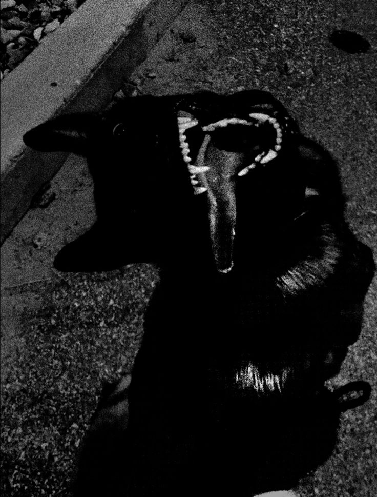 hngrycanid's tweet photo. posted here are fantasies that'll include

-noncon
-cannibalism
-blood/edge play
-predator/prey/primal
-omegaverse/knotting
-terato
-age/size gap
-agere
-forcemasc

Some is just kink some is fantasy. None is real. Safe sane &amp; consensual always. https://t.co/tuLjmbsuRl