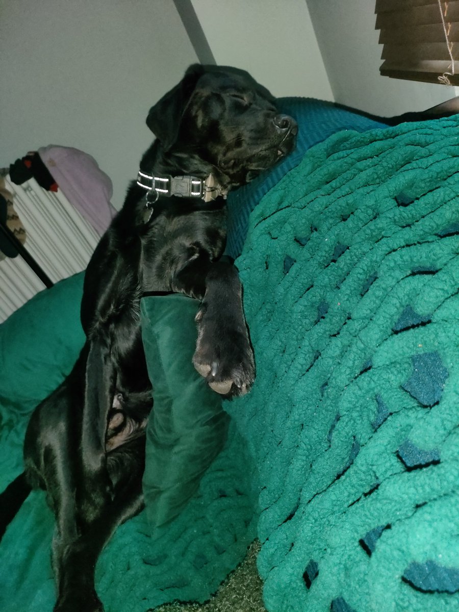 NormalGuy11555's tweet photo. @gervaisclips Winston the gentleman. https://t.co/5OlAT3WyB4