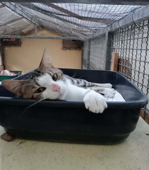 avataramg88's tweet photo. Frank, circa 4/5 anni. Super coccolone e affettuoso. Una vera dolcezza 
Sterilizzato e testato fiv/felv negativo.
Adottabile a Ferrara e città vicine. Richiesto preaffido.
Per info adozioni:
-328 8879870 dalle 17.30 alle 18.30 (no sms e no whatsapp) https://t.co/CIACXjA301