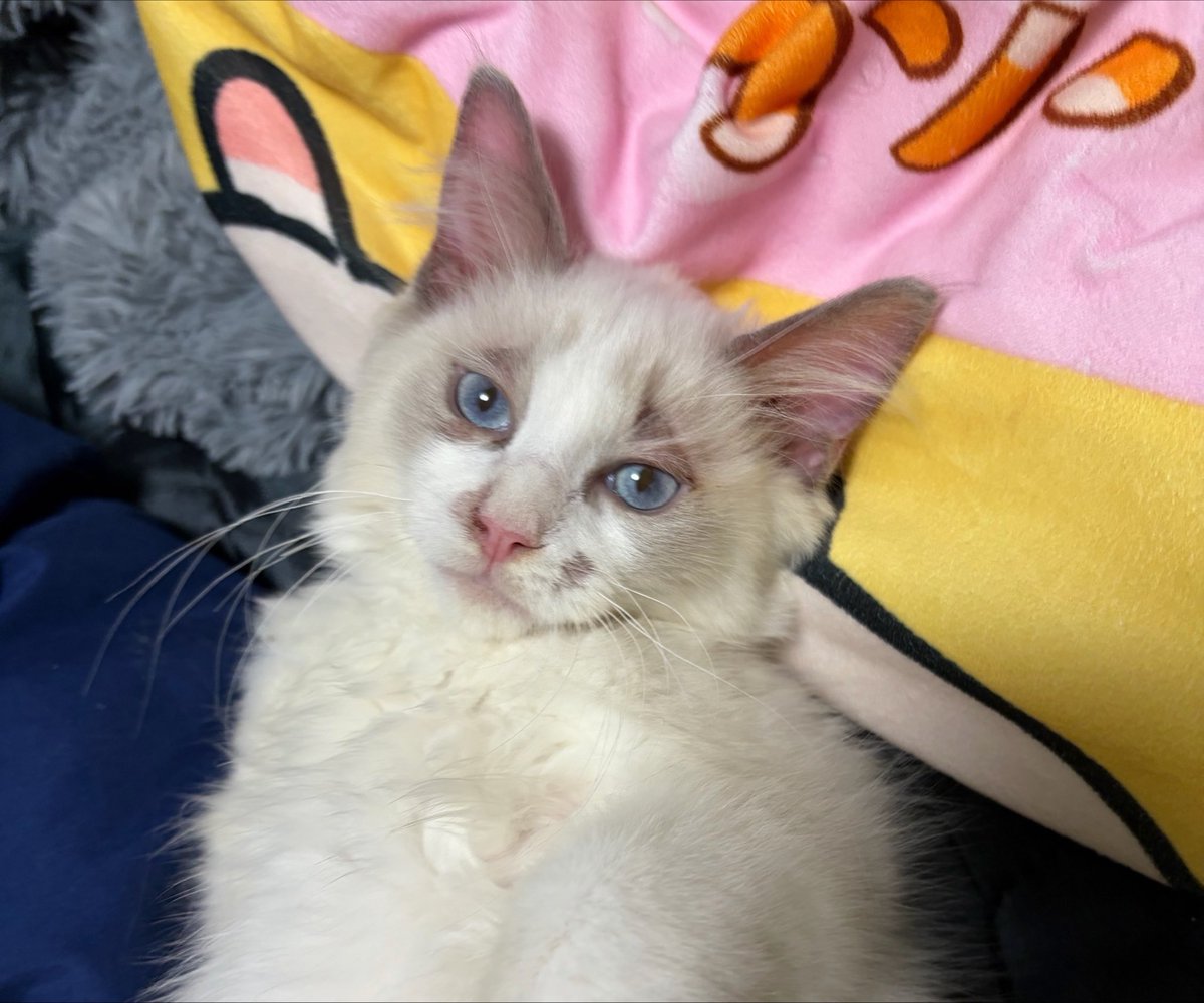 monachisan_2's tweet photo. 猫カビ治療中で毛が抜けちゃってるせいか、としみつに激似でおもろい https://t.co/28h9IGdOch