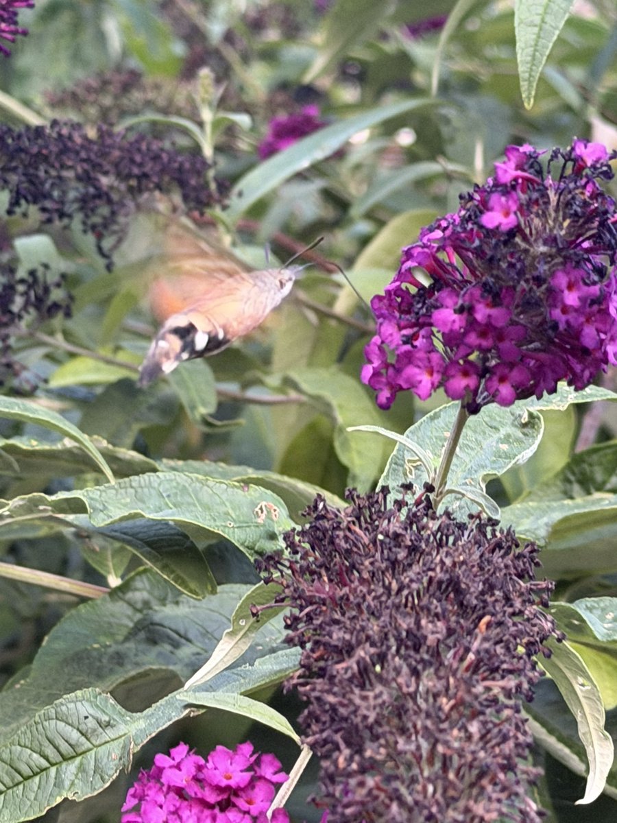 TrueGritTree's tweet photo. Simple pleasures. Love watching humming bird moths. https://t.co/XtcLoLnnHJ