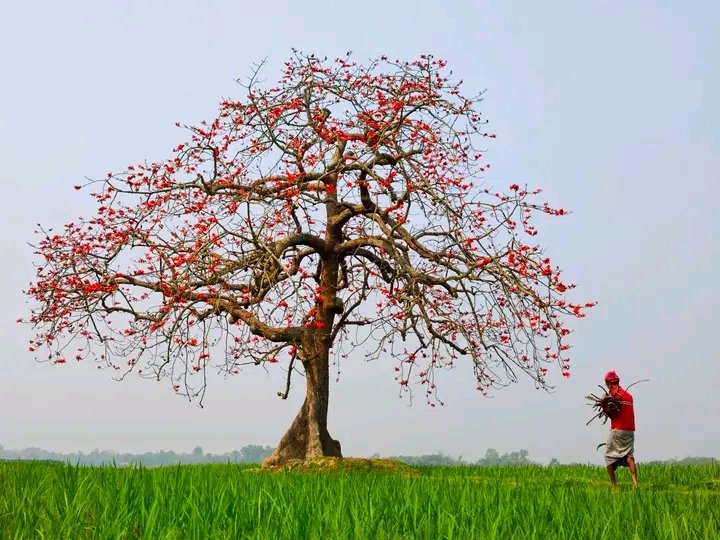 megh7280's tweet photo. আমাদেরই বসন্ত!! https://t.co/Lg9nbV0mw6
