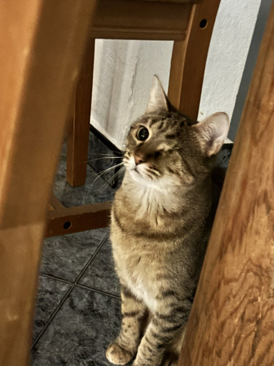 Tally_Tail's tweet photo. Buenas, sé que es una situación muy complicada, quiero pedir si alguien sabe algo de mi gata o si ha podido ver algo de ella, sé que no es el foco, somos de casavieja y ahora mismo estamos todos desesperados, es una gata pequeña a la que le falta un ojo, si alguien sabe algo https://t.co/fzi2fDJlUK